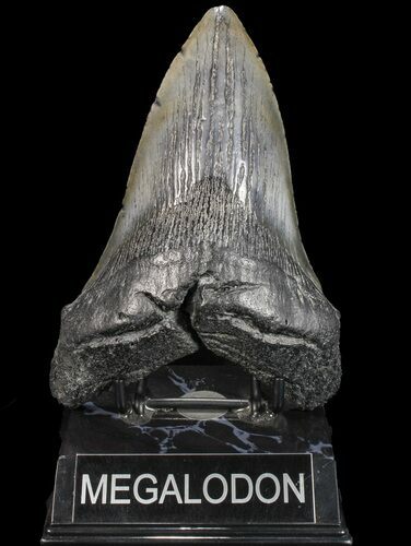 Large Fossil Megalodon Tooth - Georgia #75790